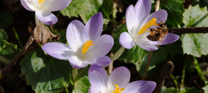 Pflanze des Monats März: Der Dalmatiner- oder Elfenkrokus (Crocus tommasinianus HERB.) Pflanze des Monats März: Der Dalmatiner- oder Elfenkrokus (Crocus tommasinianus HERB.)