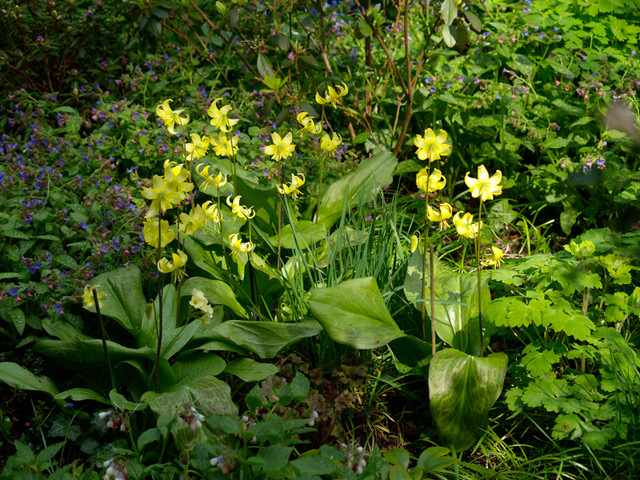 Pflanze des Monats Mai: Forellenlilie oder Hundszahn (Erythronium L.)