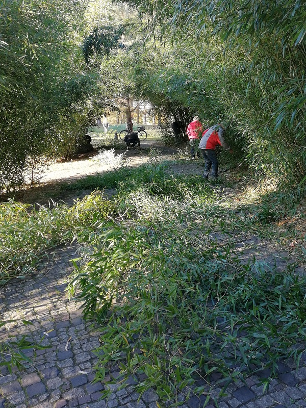 Der wuchernde Bambusdschungel wir gelichtet