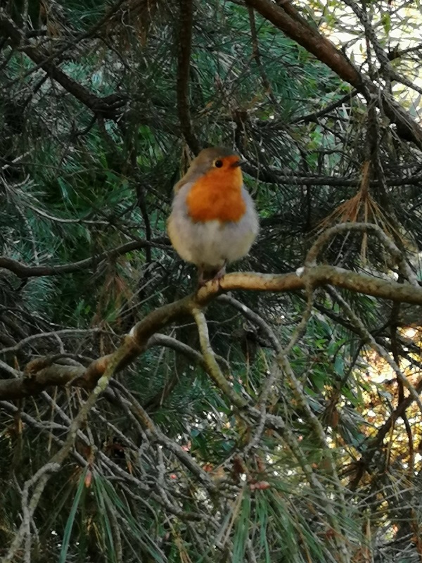 Ein Rotkehlchen wundert sich über die vielen Menschen in seinem Revier