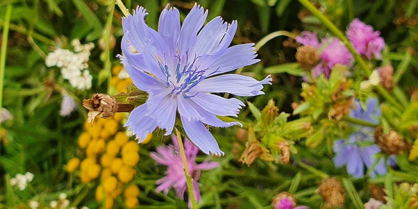 Die Wildblumenwiese – Ein Beitrag …