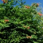 Pflanze des Monats August: Die Jasmin- oder Klettertrompete