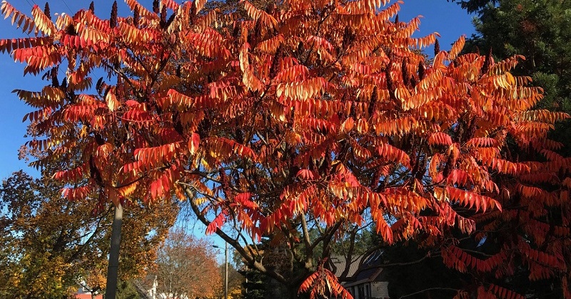 Pflanze des Monats November: Der Essigbaum oder Hirschkolbensumach (Rhus typhina L.)