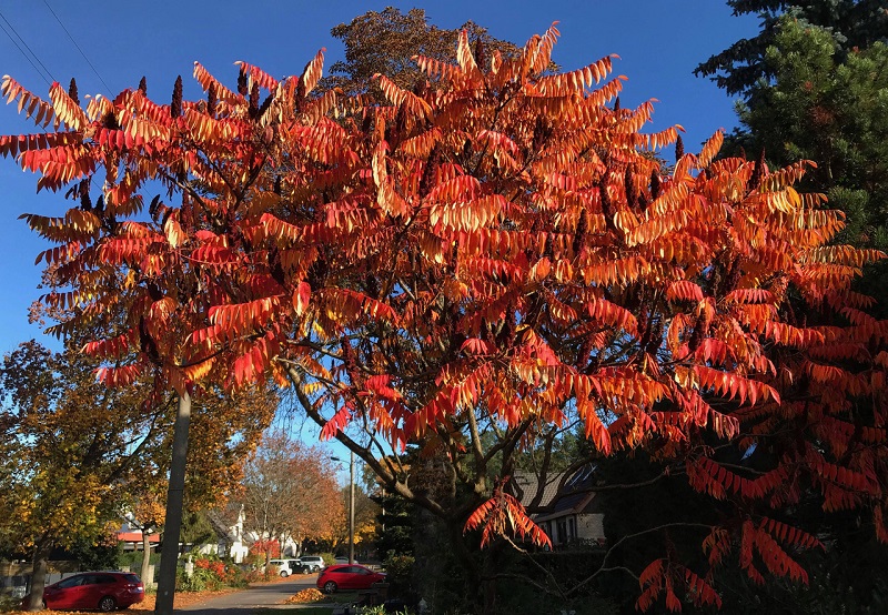 Pflanze Des Monats November Der Essigbaum Oder Hirschkolbensumach Pflanze Des Monats November Der Essigbaum Oder Hirschkolbensumach