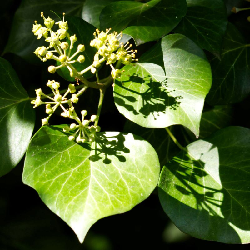 glanzmispel hund Glanzmispel – Photinia 'Pink Marble' (Mehrstämmig) – Blupf by Kitzinger