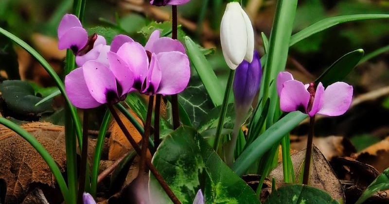 Pflanze des Monats März: Das Vorfrühlings-Alpenveilchen (Cyclamen coum Mill.)