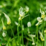 Pflanze des Monats April: Der Wunder-Lauch