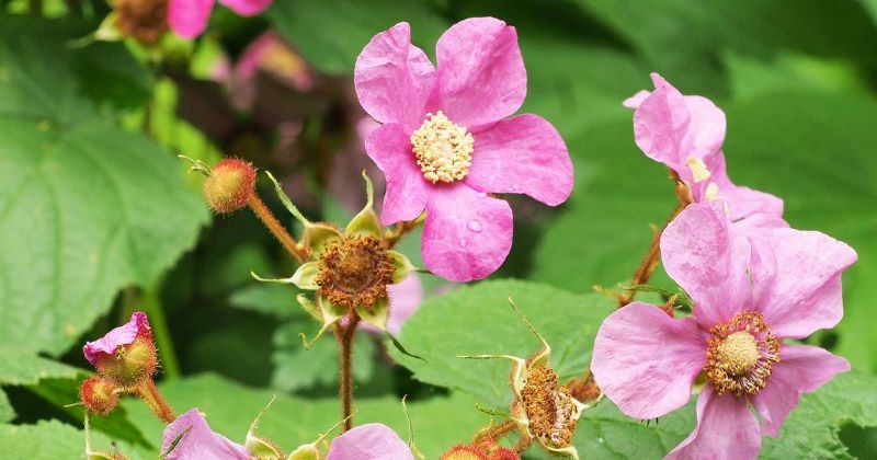 Pflanze des Monats Oktober 2023: Die Wohlriechende oder Zimt-Himbeere (Rubus odoratus L.)