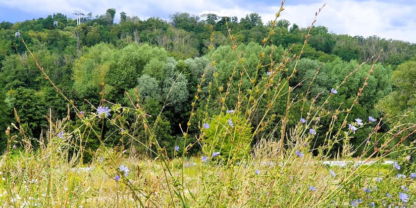 Die Weiterentwicklung des Kienbergparks