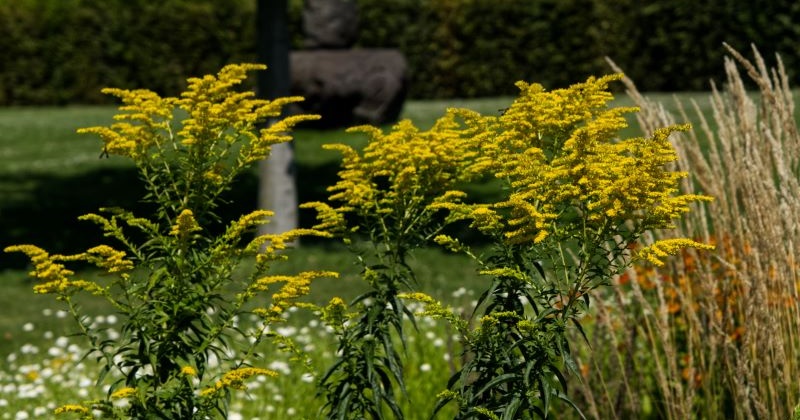 Pflanze des Monats August 2025: Die Goldrute