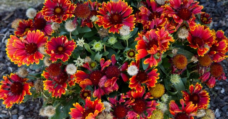 Pflanze des Monats September 2025: Die Kokardenblume