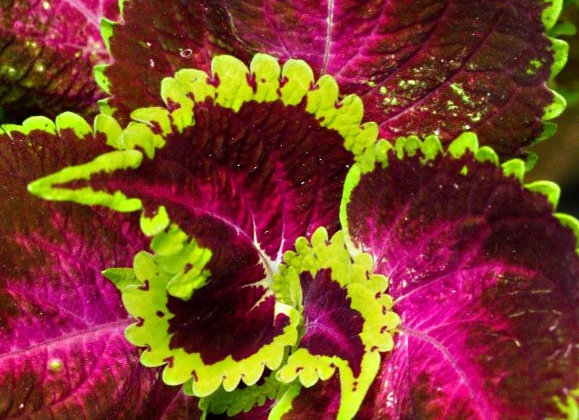 Pflanze des Monats Oktober 2025: Die Buntnessel