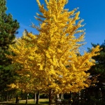 Pflanze des Monats November 2025: Der Ginkgo