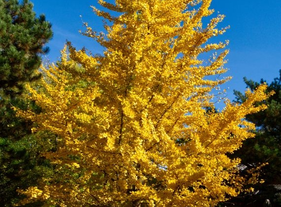 Pflanze des Monats November 2025: Der Ginkgo