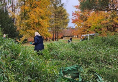 Licht ins Bambusdickicht!