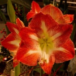 Pflanze des Monats Dezember 2025: Der Ritterstern