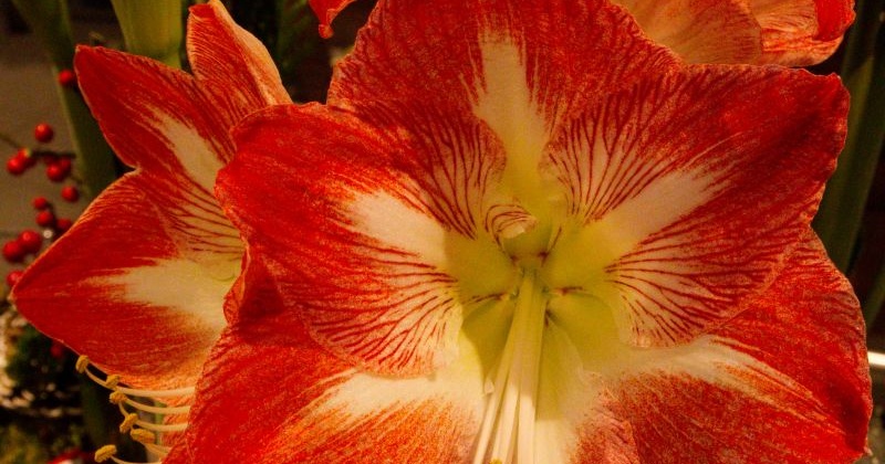 Pflanze des Monats Dezember 2025: Der Ritterstern