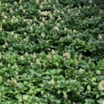 Pflanze des Monats Januar 2026: Dickmännchen