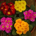 Pflanze des Monats Februar 2026: Bunte Gartenprimeln