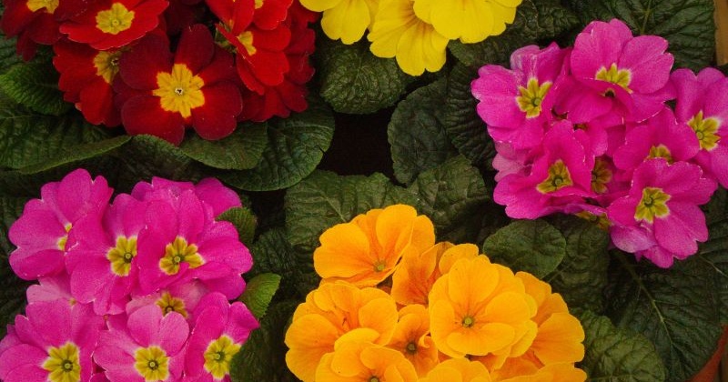 Pflanze des Monats Februar 2026: Bunte Gartenprimeln