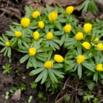 Pflanze des Monats März 2026: Der Winterling