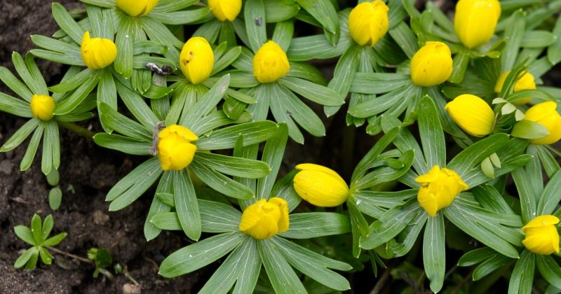 Pflanze des Monats März 2026: Der Winterling