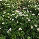 Pflanze des Monats April 2026: Das Busch-Windröschen