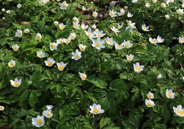 Pflanze des Monats April 2026: Das Busch-Windröschen