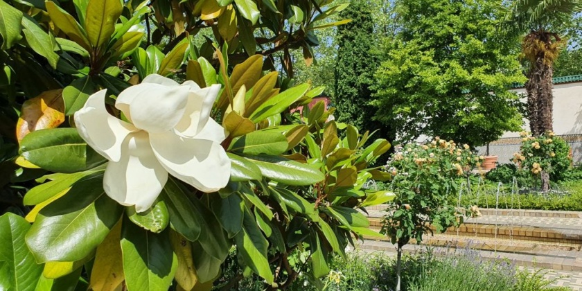 Pflanze des Monats Mai 2026: Immergrüne Magnolie