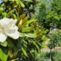 Pflanze des Monats Mai 2026: Immergrüne Magnolie