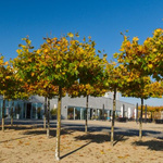 Pflanze des Monats Oktober 2026: Die Platane